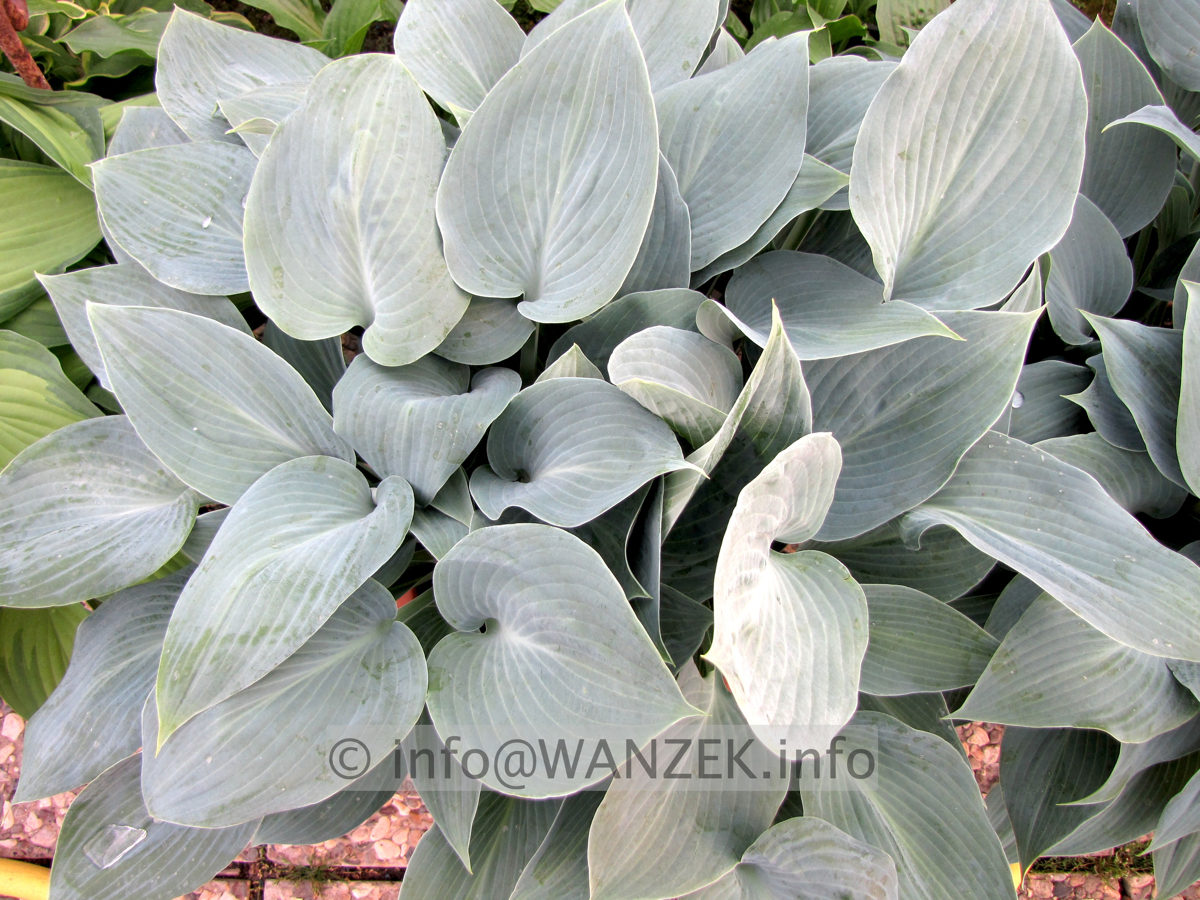 Hosta tardiana Halcyon 01.JPG
